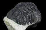Morocops Trilobite - Visible Eye Facets #120082-2